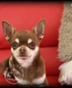 QUALITY, HEALTHY  chihuahua  puppies ready