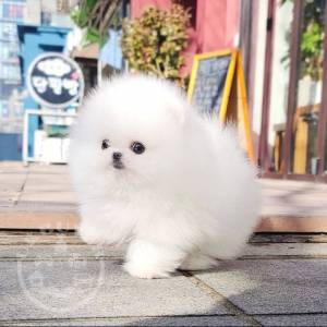 Beautiful Pomeranian puppies Available