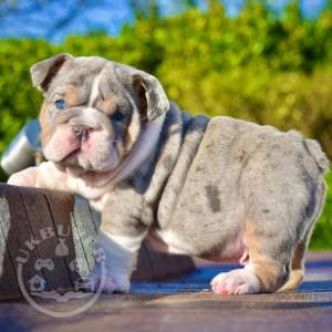 Cute English Bulldog puppies