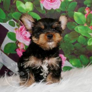 Home raised yorkie puppies for rehoming