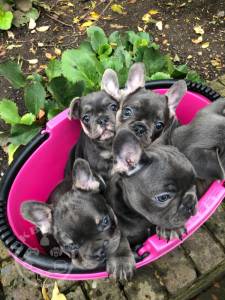 French Bulldog Puppies For Sale