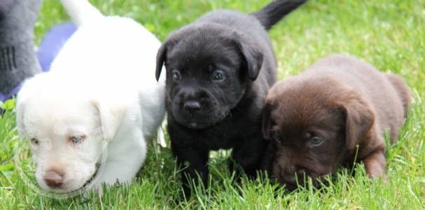 Stunning Registered Labrador Puppies 