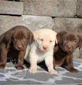 photo_beautiful-labrador-puppies-336-444-9168_49714002