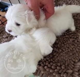 Ice White Maltese Puppies