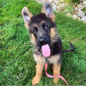 Playful German Shepherd Puppies For Sale Now!!!