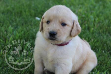 AKC Registered Golden Retrievers Puppies For Sale