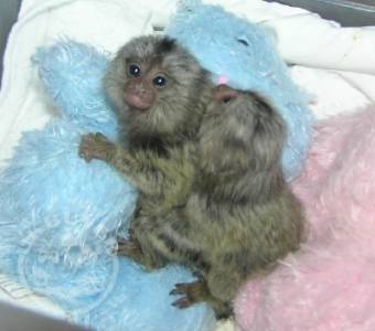 Adorable Cute baby pygmy marmoset monkeys for sale .whatsapp me at: +447418348600