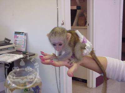 Capuchin  monkeys.whatsapp me at: +447418348600