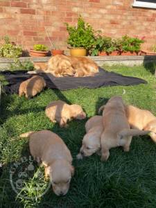 Chunky Quality golden Retriever Pups.whatsapp me at: +447418348600