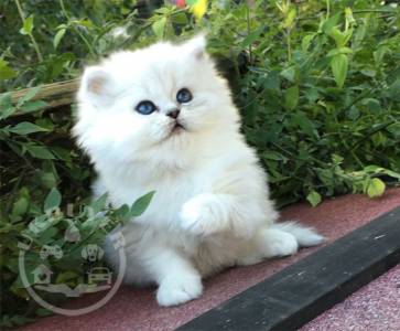 Persian kittens checke..whatsapp me at: +447418348600