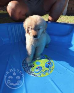 Golden Retriever Puppy for Sale