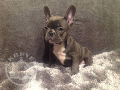 French Bulldog puppies