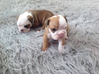 English Bulldog Puppy for Sale