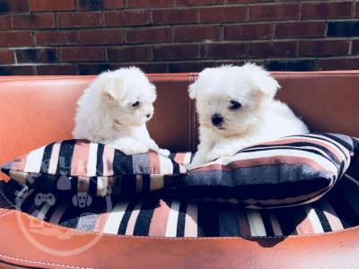 Adorable Maltese Puppies