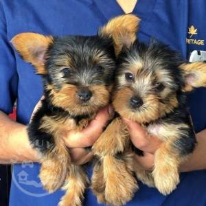 Adorable Teacup Yorkie Puppies +447440524997