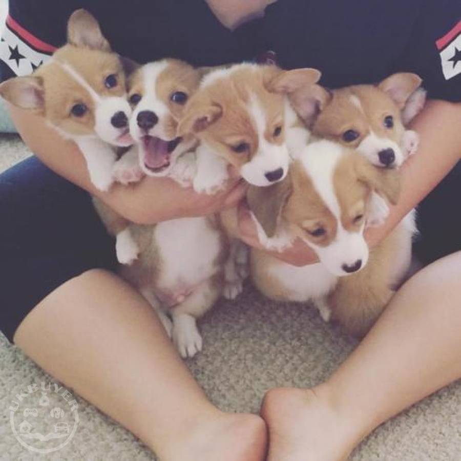 Gorgeous KC Registered Corgi Puppies For Sale