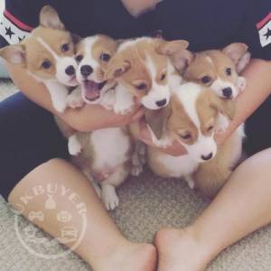 Gorgeous KC Registered Corgi Puppies For Sale
