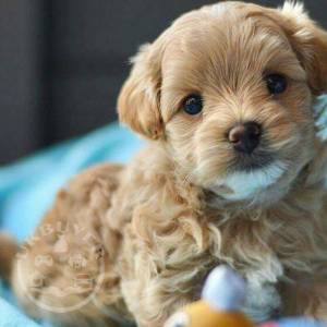 Beautiful Miniature maltipoo puppies for sale