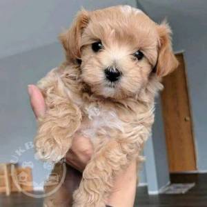 image_3256607_20190325_ob_e6b2c5_apricot-maltipoo-for-sale