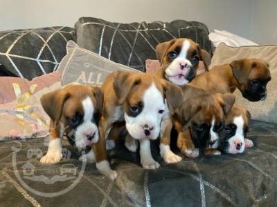 5 Generation Boxer Pups For Sale Only 2 Bobtailed