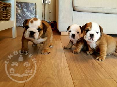 English Bulldog Buying Advice