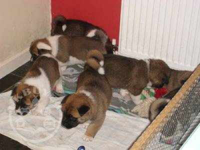 American Akita Puppies X5 Champions