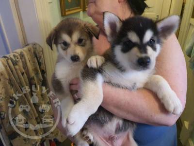 Stunning Kc Reg Alaskan Malamute