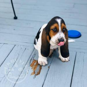 Stunning Kc Tri-colour Basset Hound Puppies