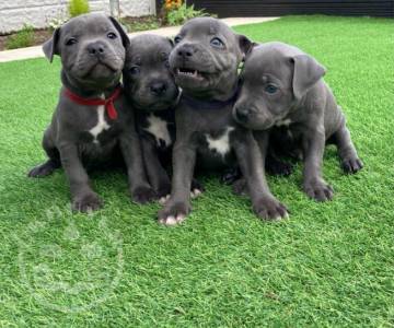 Blue Staffordshire Bull Terrier Puppies Ready.
