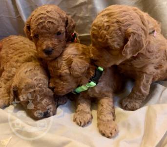 Beautiful Red Toy Poodle Puppies Ready.