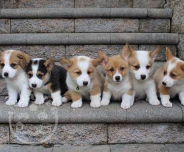 Lovely Pembroke Welsh Corgi For You.