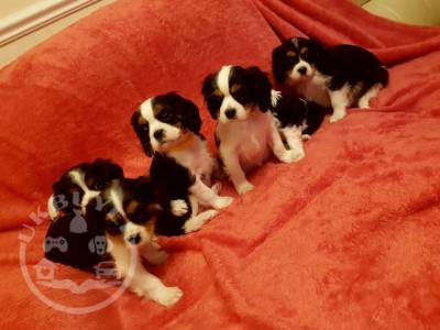 Gorgeous cavalier king charles   playful pup