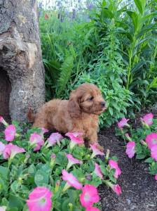 Gorgeous Sweet Cavapoos   playful pup