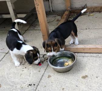 Gorgeous Sweet beagle playful pup