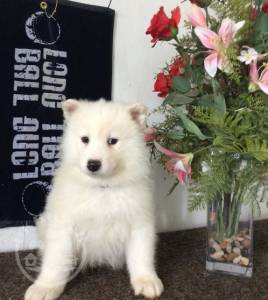 Gorgeous Sweet samoyed    playful pup