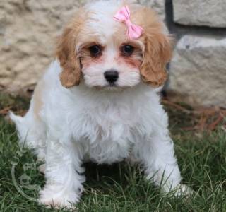 Gorgeous  playful  cavapoo pups Mia**