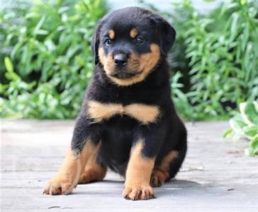 Butter Cookies Gorgeous * playful Rottweiler