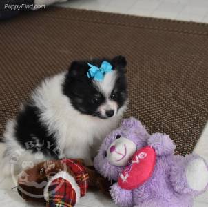 Butter Cookies Gorgeous * playful Golden pomernain