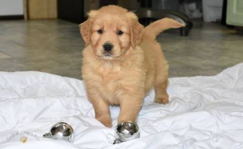 6 sweet  Beautiful clabardor retriever ready