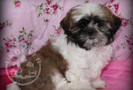 Gorgeous Sweet sweet shih tuz   playful pup