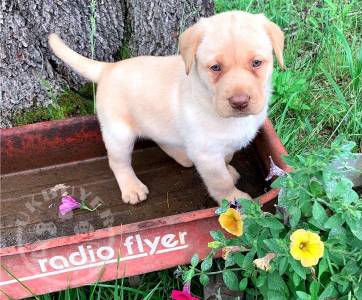 Yellow Labrador puppies for sale.