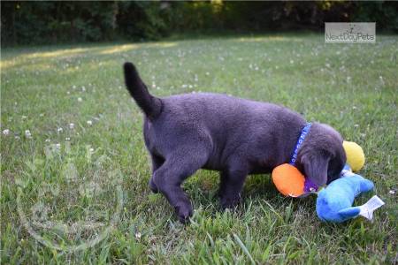 labrador-retriever3