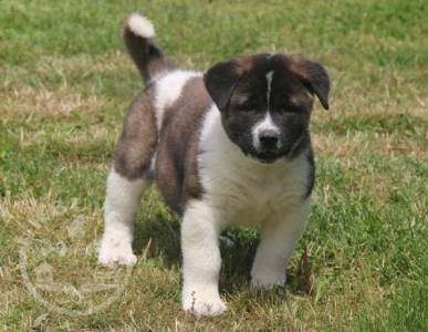 Stunning Akita puppies for sale.