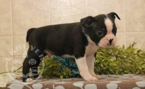 Boston Terrier puppies ready.