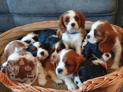 Cavalier King Charles Puppies For Sale.