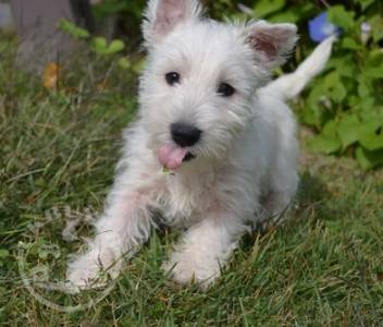 West Highland White Terrier puppies ready.