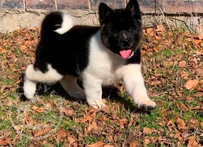 Gorgeous Sweet french AKITA  now