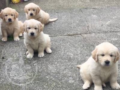 6 sweet  Beautiful golden retreiver