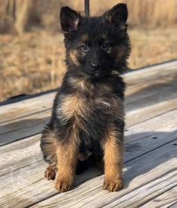 +++ 7 Update + Favorable  German shepherd ready now!!!