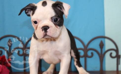 +++ Update + Favorable Chucky boston terrier ready